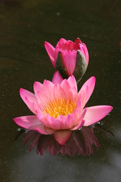 花卉