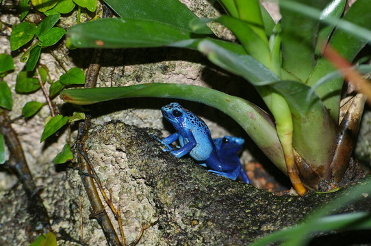 藍(lán)毒鏢蛙