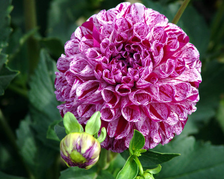 花園