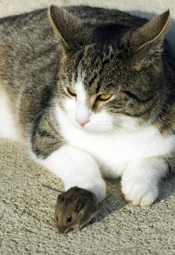 飼料