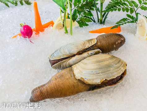 黑水蚌
