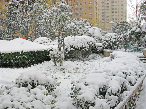 雪后的綠植公園景觀