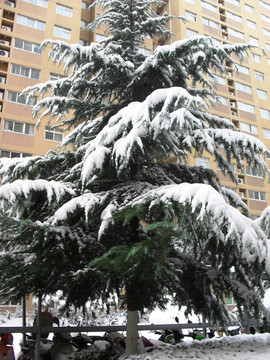松樹上的積雪