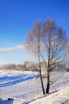 冰河冰雪樹木