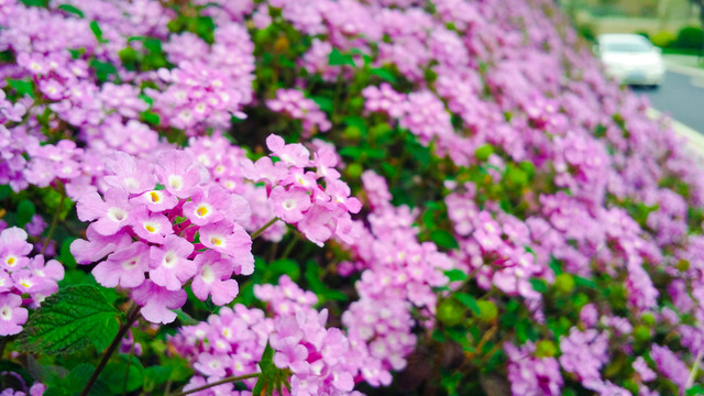 紫色的花朵