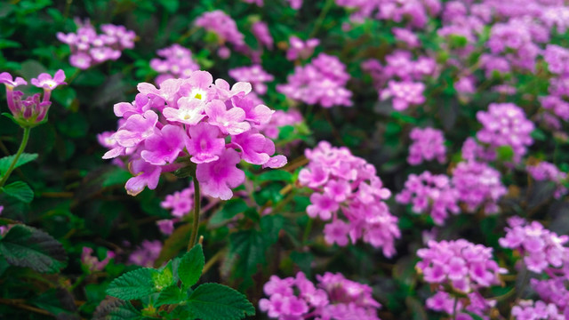 紫色的花朵