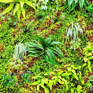綠色植物墻