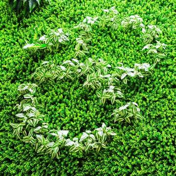 綠色植物墻