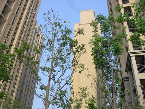 綠色樹木和高樓