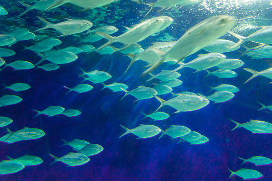 海底世界 魚群