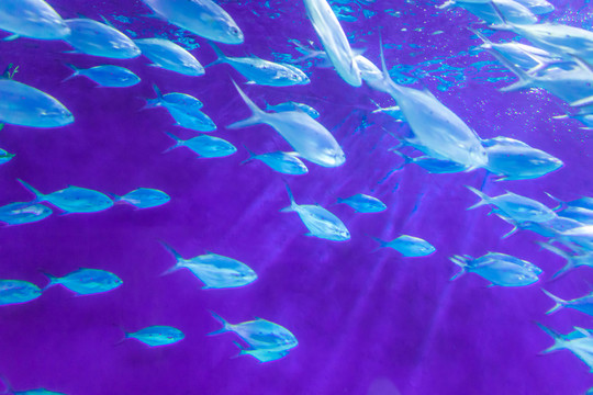 海洋館 水族館 海底世界 海洋