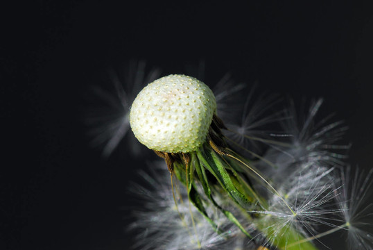 植物