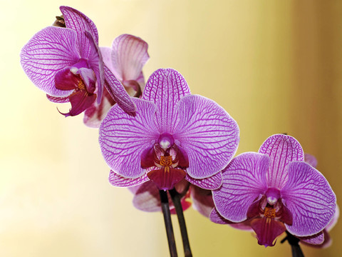 蘭花的結(jié)構(gòu)
