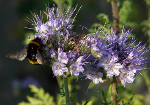 大黃蜂在bienenweide
