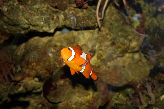 橙色ringelfisch