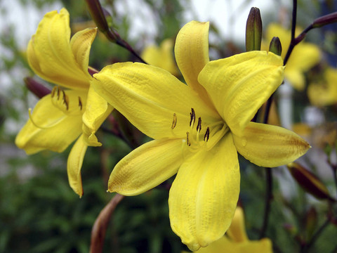 corcky - daylily