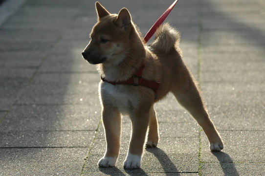 狗柴犬在背光