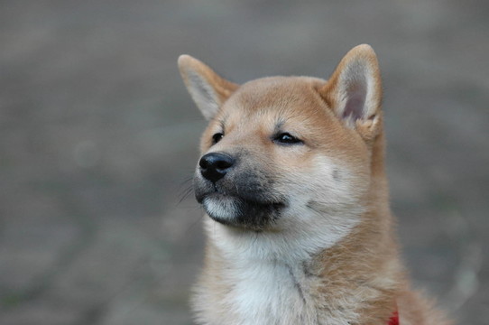 狗柴犬