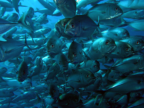 鯖魚
