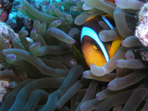 魚