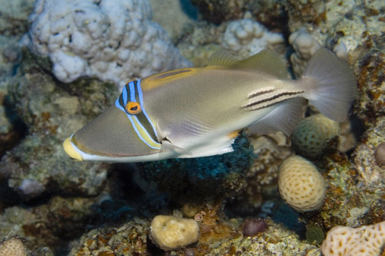 阿拉伯畢加索熱帶魚rhinecanthus assasi