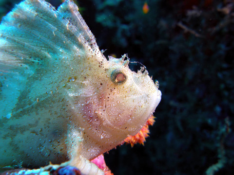 schaukelfisch