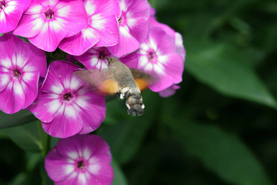花蜜的小偷