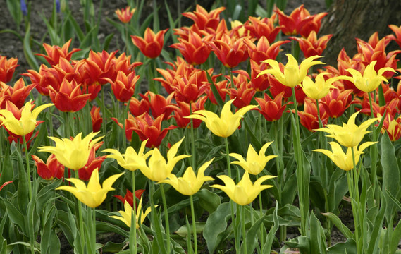tulpenfeld