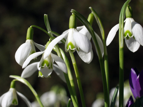 FRühlingsbote