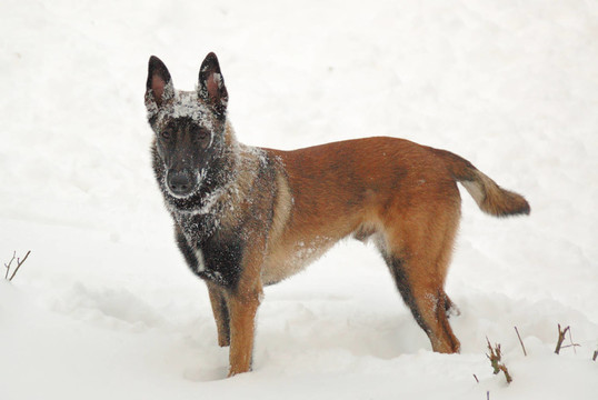馬里努阿犬的小狗在雪中