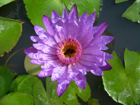 花卉