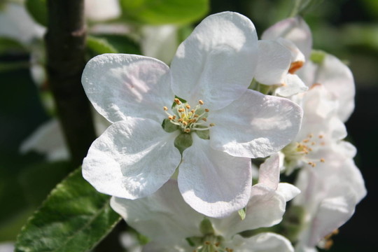 蘋(píng)果花