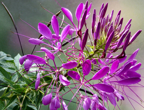 蜘蛛植物白花菜