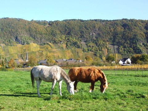 馬