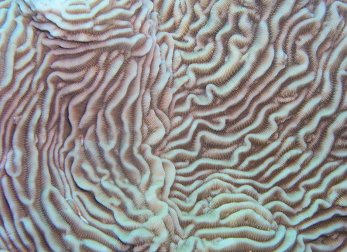 珊瑚