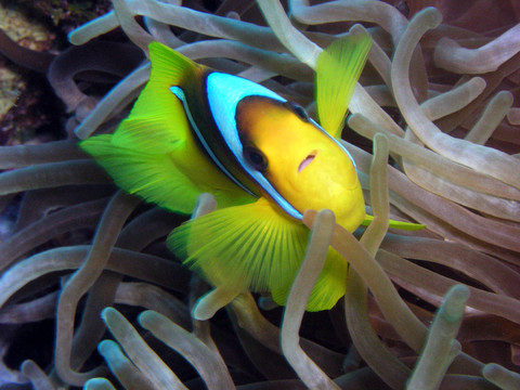 小丑魚