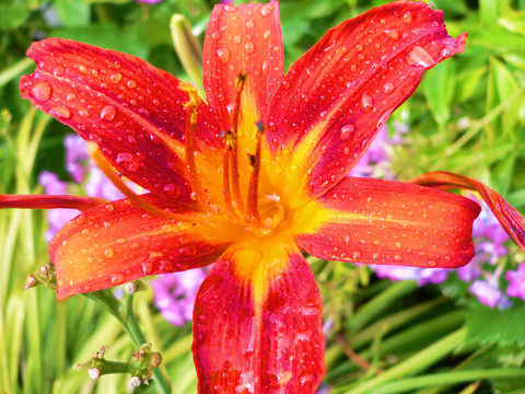 我花園里的花