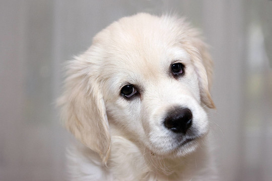 金毛獵犬