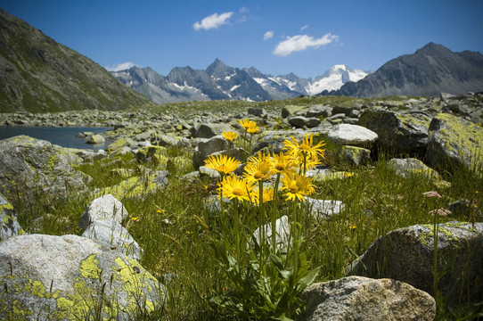 alpenblume