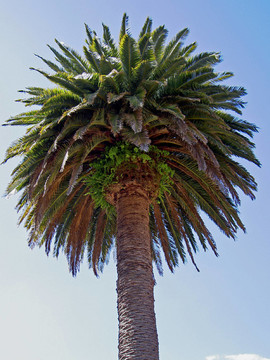 棕櫚樹(shù)