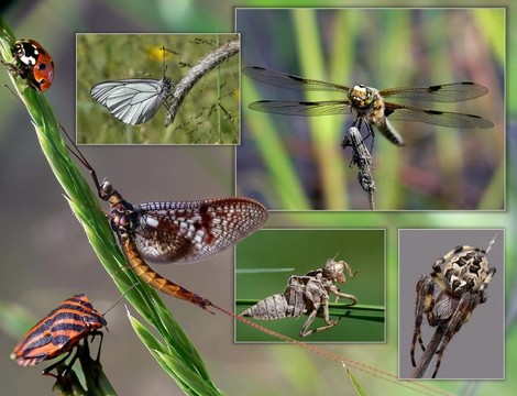 tiercollage2