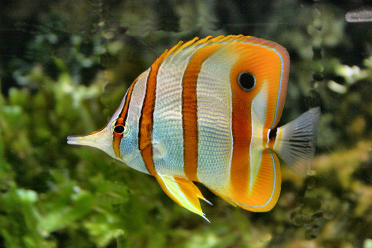 鉗魚