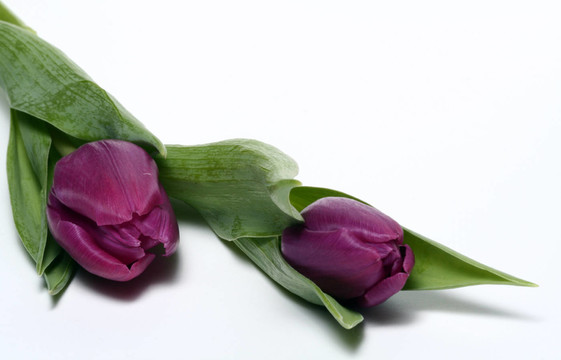 tulpenduo