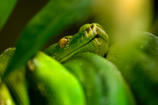 green tree python