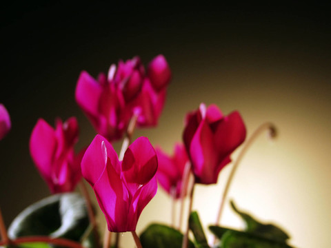 花園里