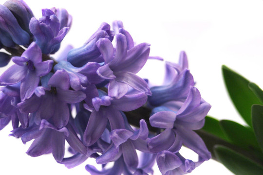 藍(lán)色的花