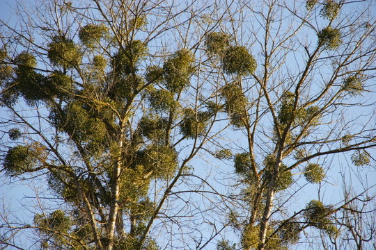 藍(lán)色