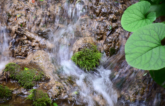 河流中的青苔和綠草