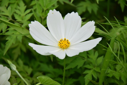 唯美白色花朵圖片