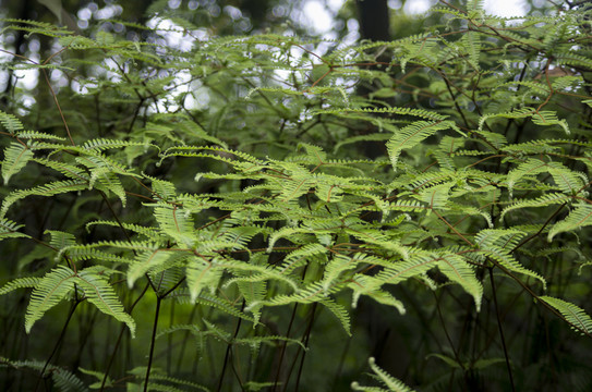 蕨草
